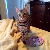 Photo de Bengal