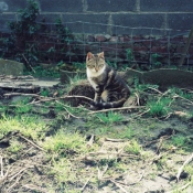 Photo de Chat domestique