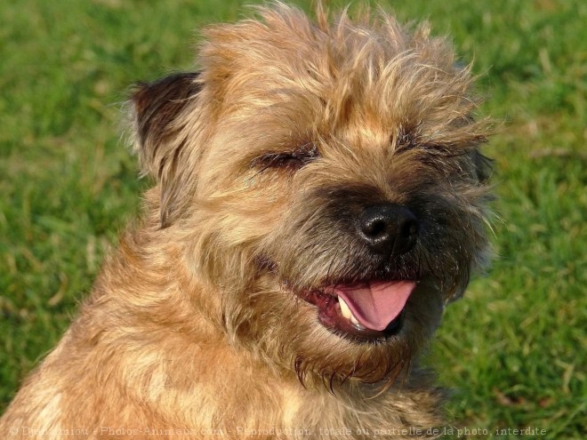 Photo de Border terrier