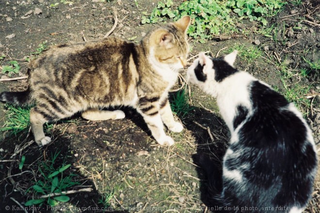 Photo de Chat domestique