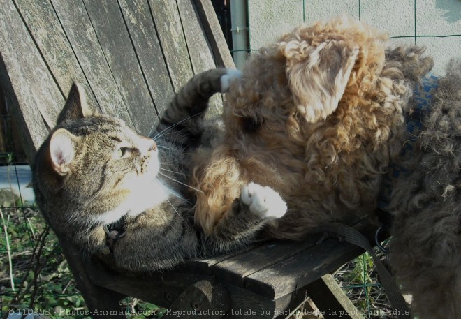 Photo de Races diffrentes