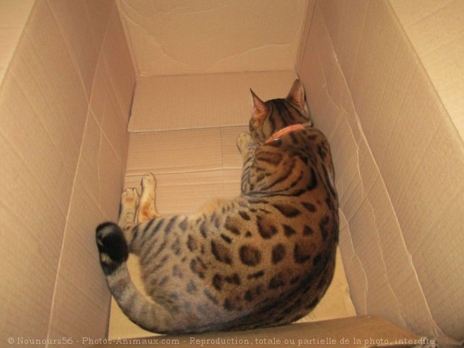 Photo de Bengal