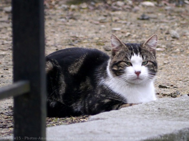 Photo de Chat domestique