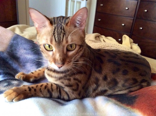 Photo de Bengal