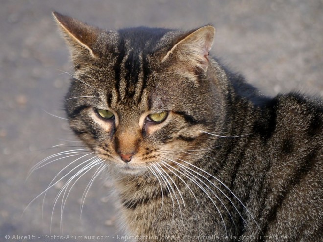 Photo de Chat domestique