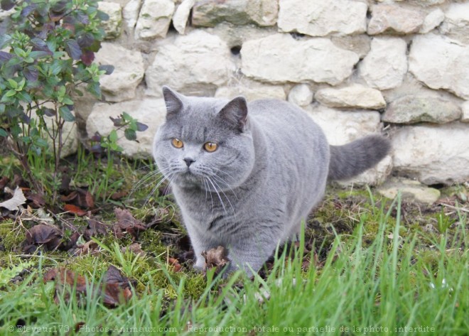 Photo de British shorthair