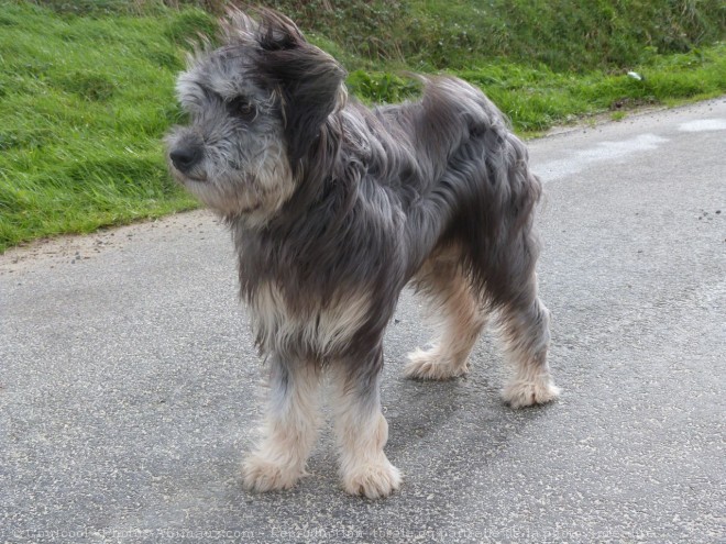 Photo de Chien de berger des pyrenes  poil long