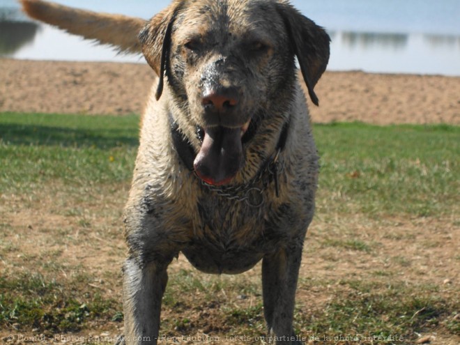 Photo de Labrador retriever