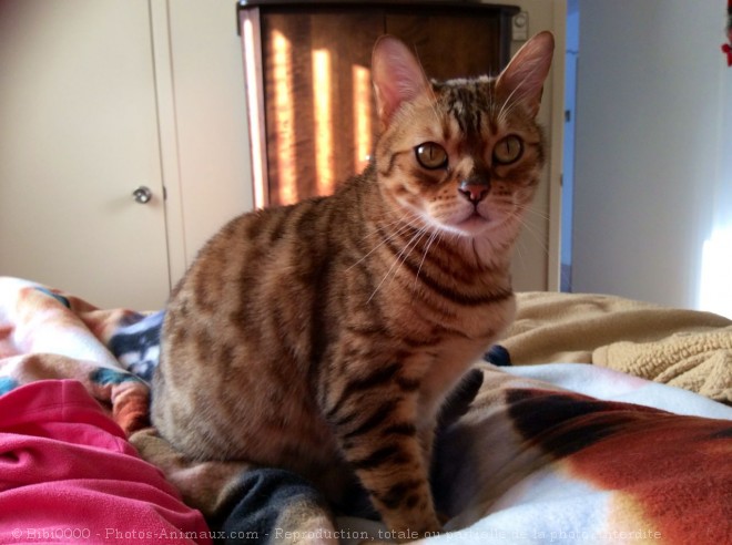 Photo de Bengal