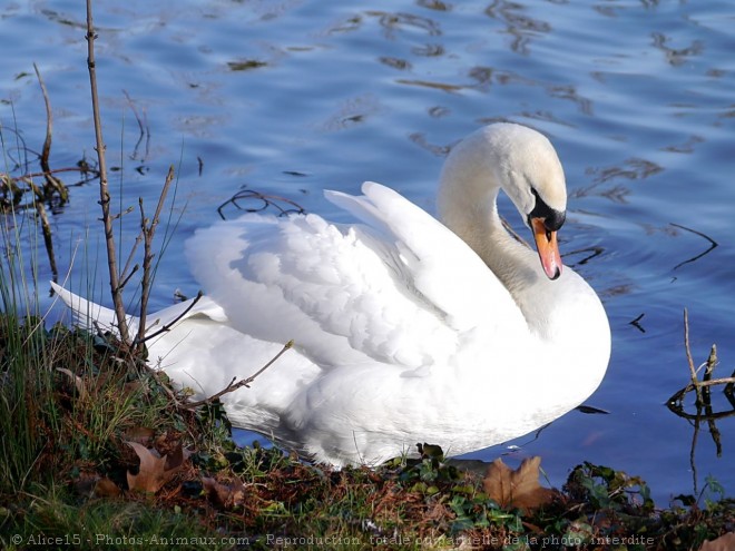 Photo de Cygne