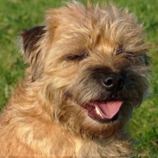 Photo de Border terrier