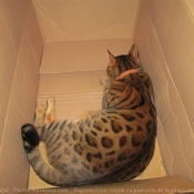 Photo de Bengal