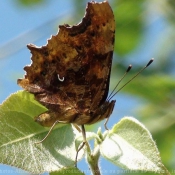 Photo de Papillon