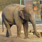 Photo d'Elphant d'asie