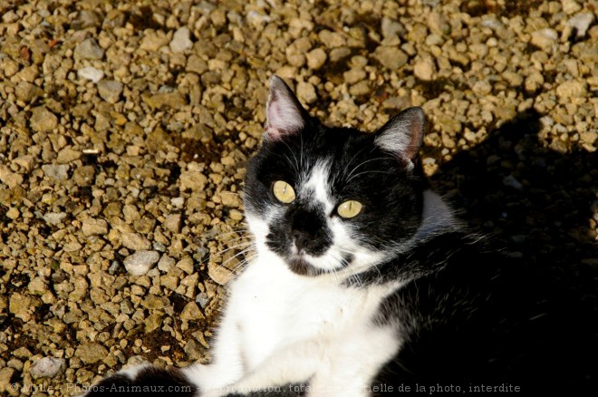 Photo de Chat domestique