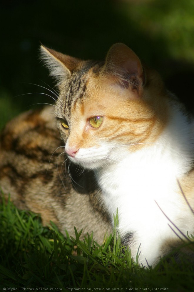 Photo de Chat domestique