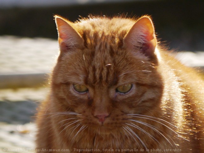 Photo de Chat domestique