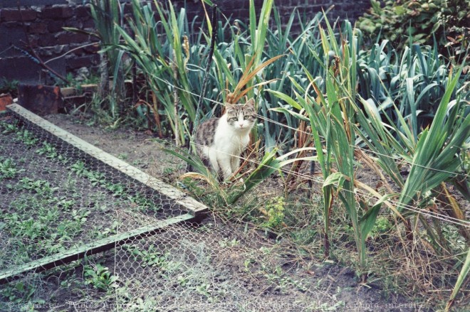 Photo de Chat domestique