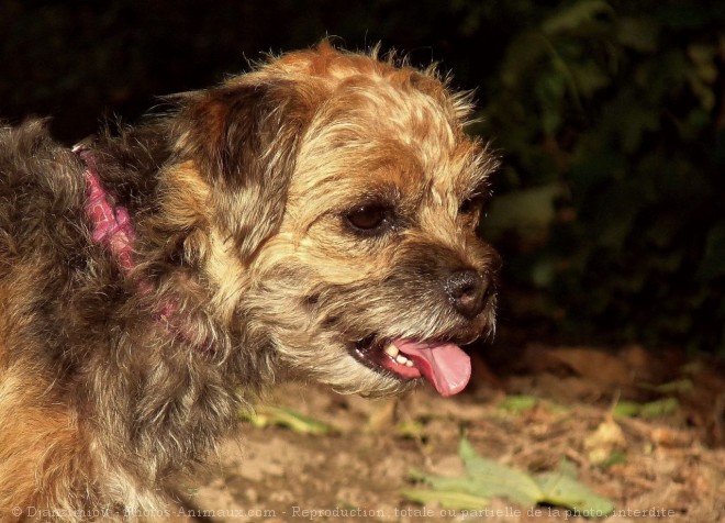 Photo de Border terrier