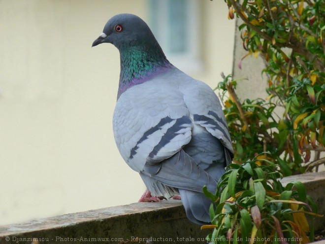 Photo de Pigeon