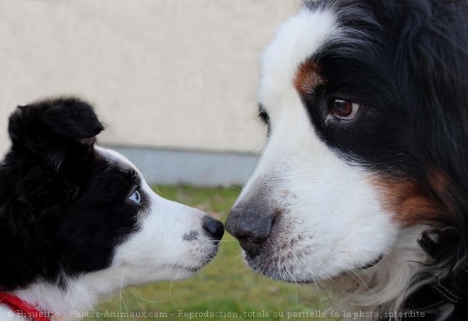 Photo de Races diffrentes