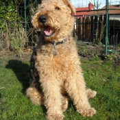 Photo d'Airedale terrier