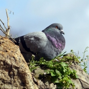 Photo de Pigeon