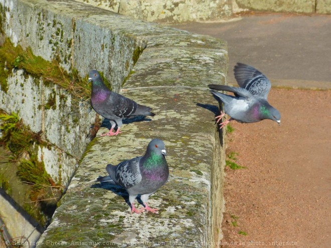 Photo de Pigeon