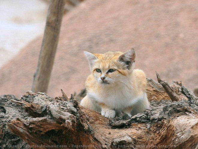 Photo de Chat des sables