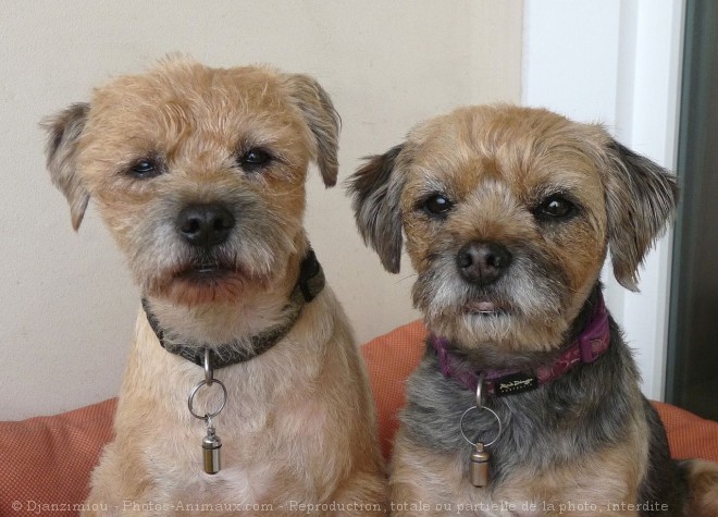 Photo de Border terrier