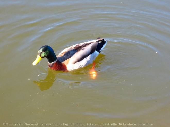 Photo de Canard colvert