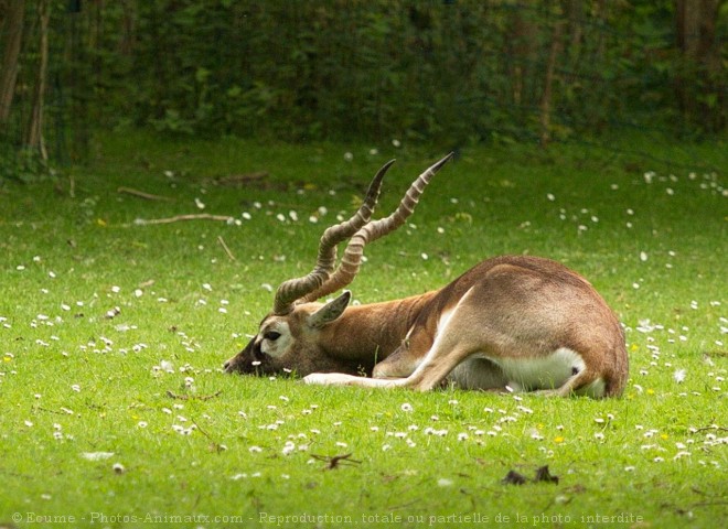 Photo d'Antilope