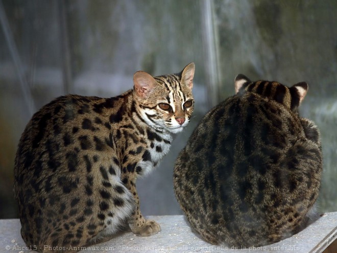 Photo de Chat lopard du bengale