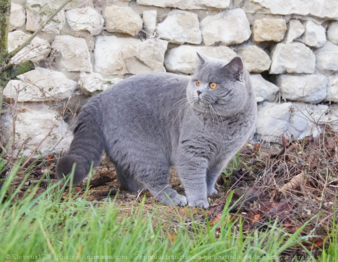 Photo de British shorthair