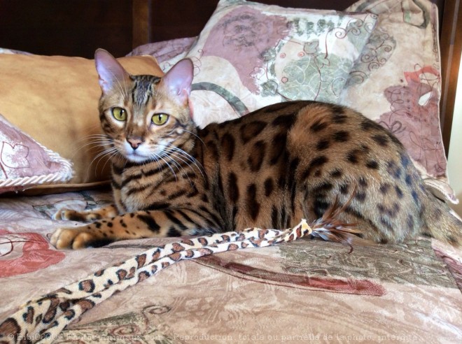 Photo de Bengal