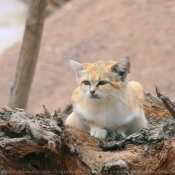 Photo de Chat des sables