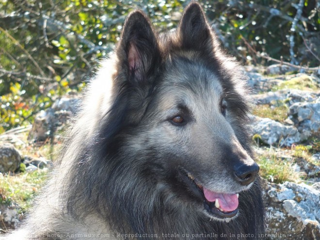 Photo de Berger belge tervueren