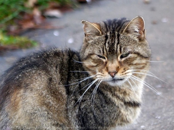 Photo de Chat domestique