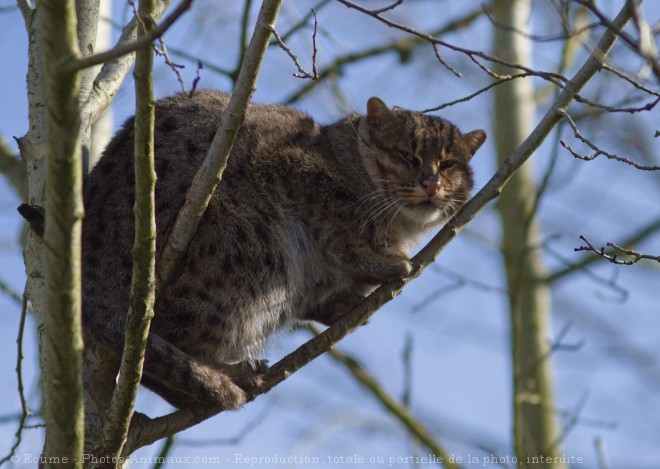 Photo de Chat viverrin  (pcheur)