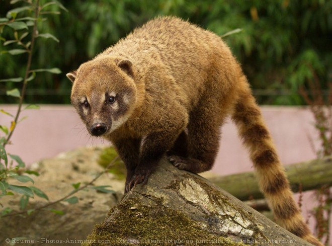 Photo de Coati