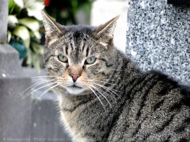 Photo de Chat domestique