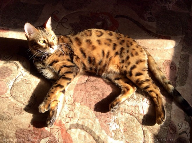 Photo de Bengal