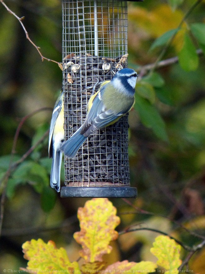 Photo de Msange bleue