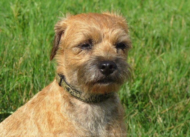 Photo de Border terrier