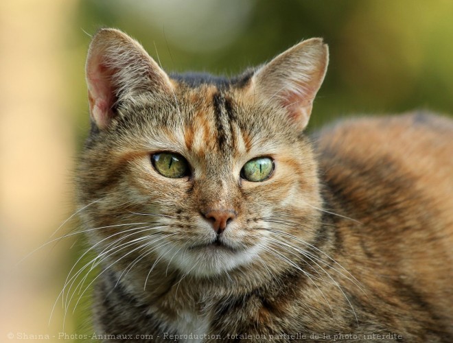 Photo de Chat domestique