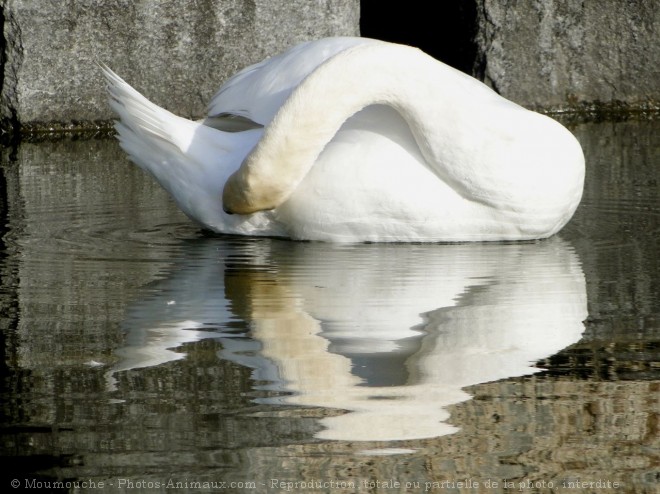 Photo de Cygne