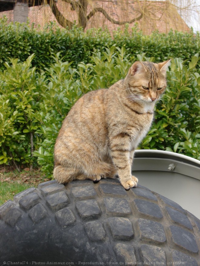 Photo de Chat domestique