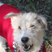 Photo de Fox terrier  poil dur