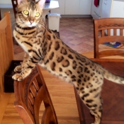 Photo de Bengal