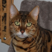 Photo de Bengal